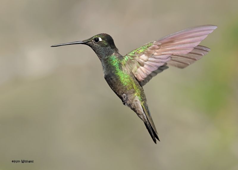 Rivoli's Hummingbird male, Paradise, AZ. 4 9-4-2024_8638z.jpg