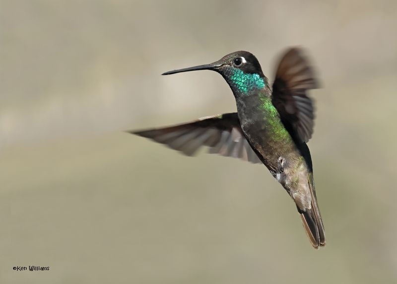 Rivoli's Hummingbird male, Paradise, AZ. 4 9-4-2024_8652z.jpg