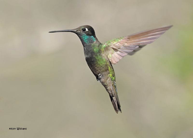 Rivoli's Hummingbird male, Paradise, AZ. 4 9-4-2024_8668z.jpg