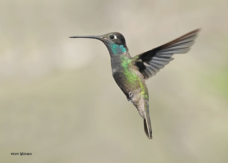 Rivoli's Hummingbird male, Paradise, AZ. 4 9-4-2024_8677z.jpg