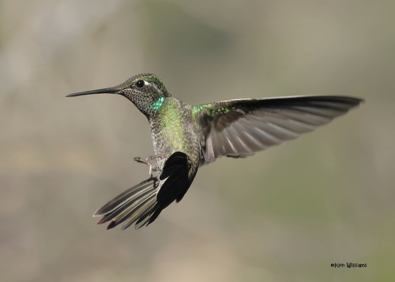 Rivoli's Hummingbird male, Paradise, AZ. 4 9-4-2024_8796z.jpg