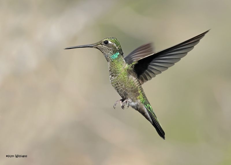 Rivoli's Hummingbird male, Paradise, AZ. 4 9-4-2024_8817z.jpg