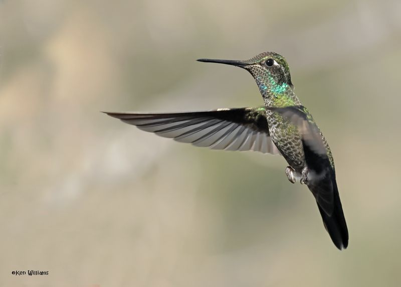 Rivoli's Hummingbird male, Paradise, AZ. 4 9-4-2024_8892z.jpg