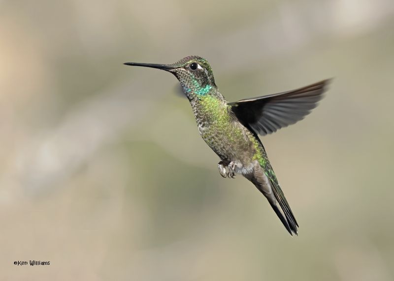 Rivoli's Hummingbird male, Paradise, AZ. 4 9-4-2024_8894z.jpg
