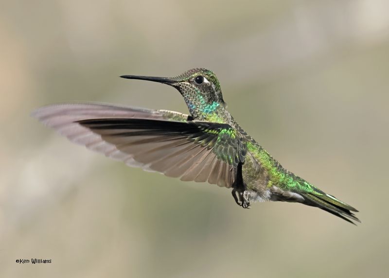 Rivoli's Hummingbird male, Paradise, AZ. 4 9-4-2024_8895z.jpg