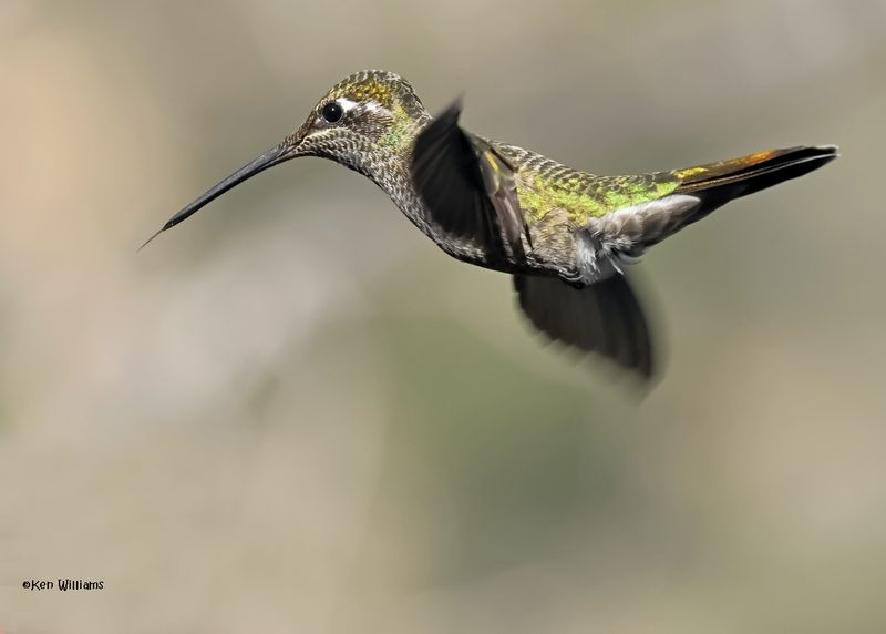 Rivoli's Hummingbird male, Paradise, AZ. 4 9-4-2024_9015z.jpg