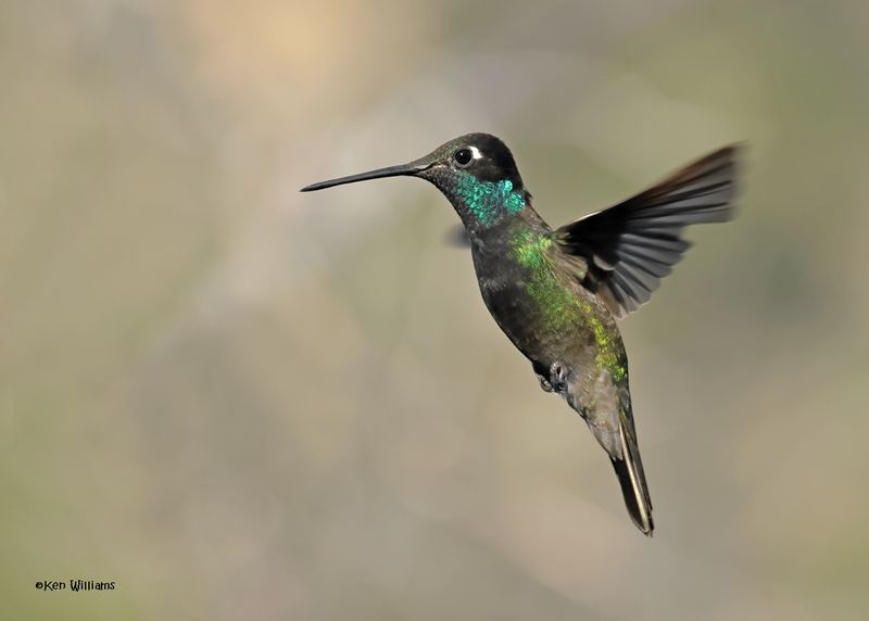 Rivoli's Hummingbird male, Paradise, AZ. 4 9-4-2024_9044z.jpg