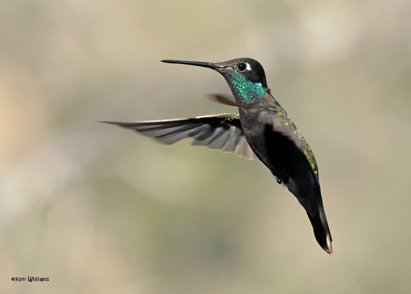 Rivoli's Hummingbird male, Paradise, AZ. 4 9-4-2024_9058z.jpg