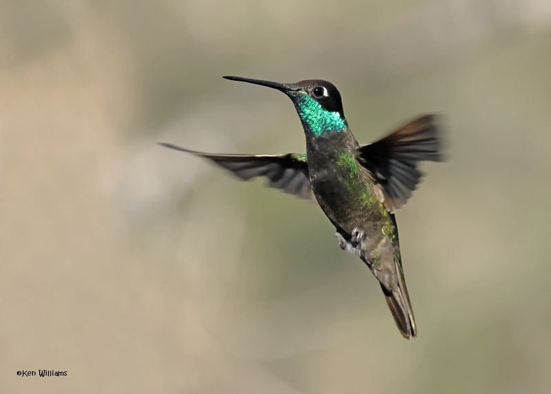 Rivoli's Hummingbird male, Paradise, AZ. 4 9-4-2024_9105z.jpg