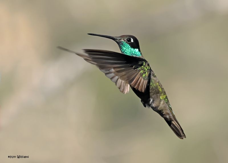 Rivoli's Hummingbird male, Paradise, AZ. 4 9-4-2024_9106z.jpg