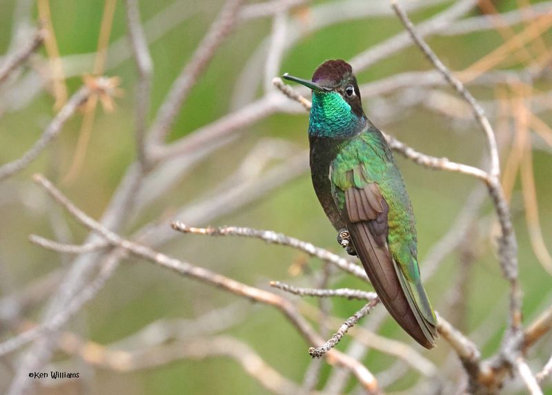 Rivoli's Hummingbird male, Paradise, AZ. 9-1-2024__3873z.jpg