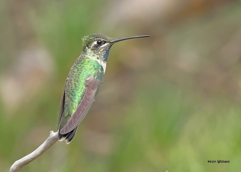Rivoli's Hummingbird male, Paradise, AZ. 9-1-2024__4039zD-low-light.jpg