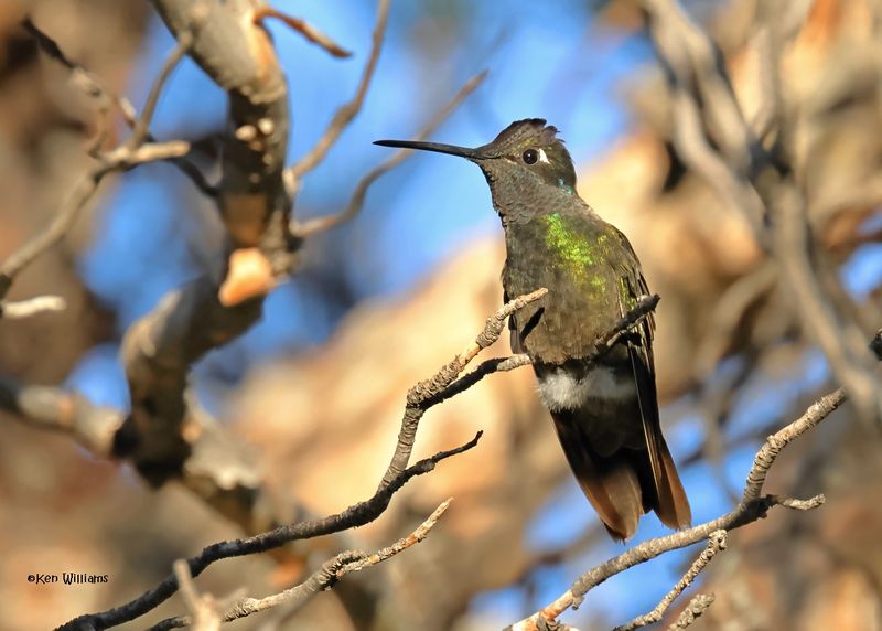 Rivoli's (Magnificent) Hummingbird: