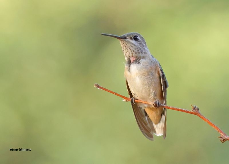 Rufous Hummingbird female, Ash Canyon, Sierra Vista, AZ. 9-7-2024_3711zD.jpg