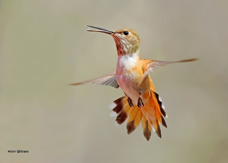 Rufous Hummingbird female, Paradise, AZ, 9-6-2024_0828zD.jpg