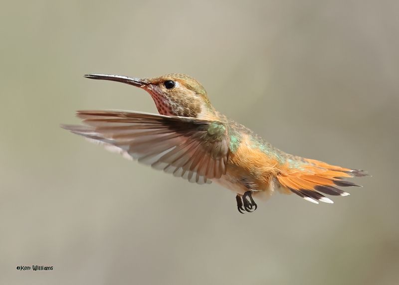 Rufous Hummingbird female, Paradise, AZ, 9-6-2024_0830zD.jpg