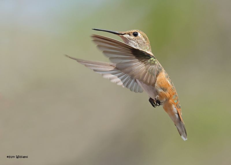Rufous Hummingbird female, Paradise, AZ, 9-6-2024_0940z.jpg