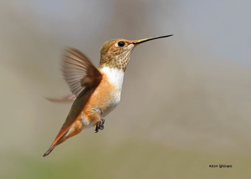 Rufous Hummingbird female, Paradise, AZ, 9-6-2024_1008z.jpg