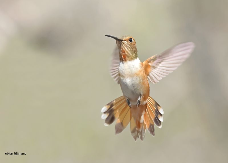 Rufous Hummingbird female, Paradise, AZ, 9-6-2024_1397z.jpg
