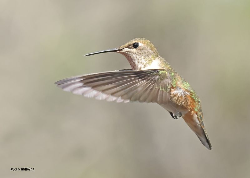 Rufous Hummingbird female, Paradise, AZ, 9-6-2024_1516z.jpg