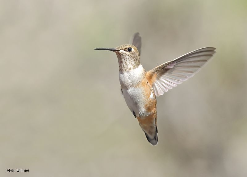 Rufous Hummingbird female, Paradise, AZ, 9-6-2024_1520z.jpg