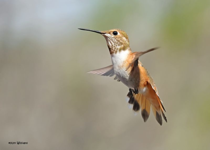 Rufous Hummingbird female, Paradise, AZ, 9-6-2024_1522z.jpg