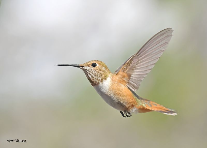Rufous Hummingbird female, Paradise, AZ, 9-6-2024_1532z.jpg