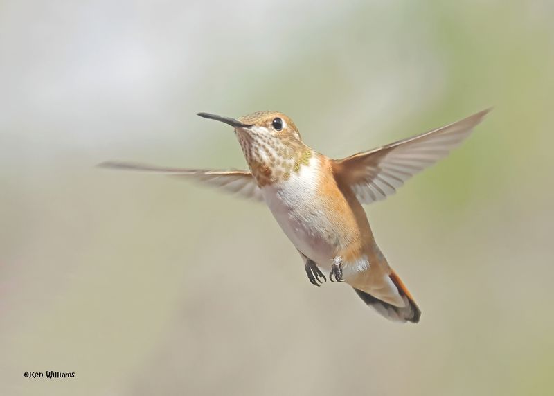Rufous Hummingbird female, Paradise, AZ, 9-6-2024_1534z.jpg