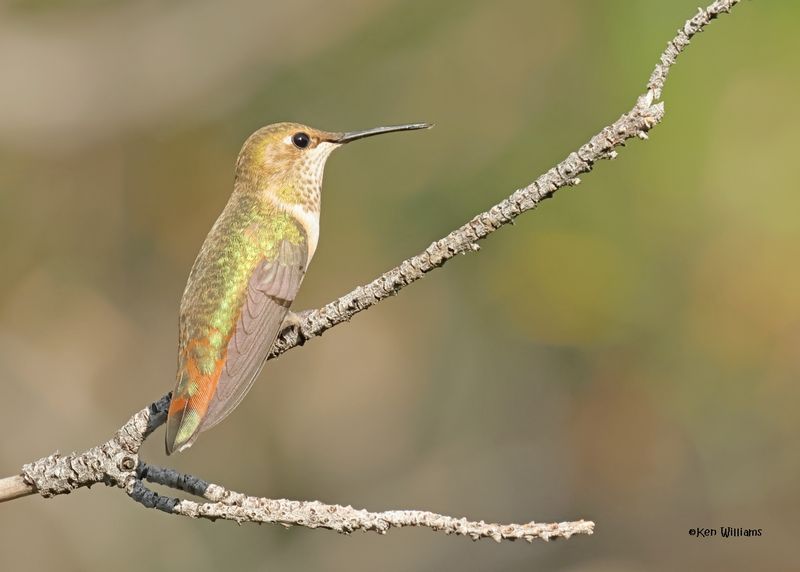 Rufous Hummingbird female, Paradise, AZ, 9-6-2024_2100z.jpg