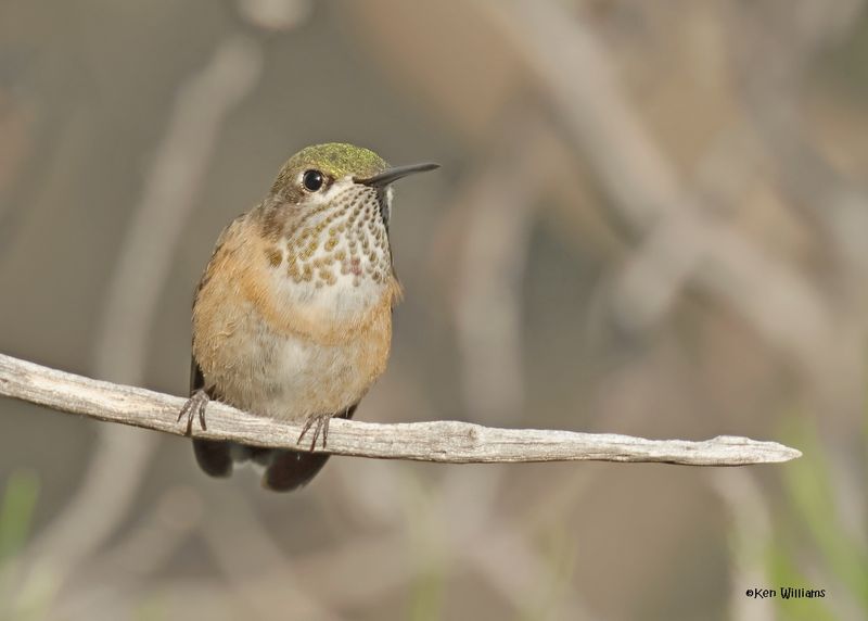 Rufous Hummingbird female, Paradise, AZ, 9-6-2024_2148z.jpg