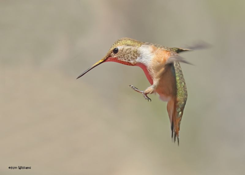 Rufous Hummingbird female, Paradise, AZ. 4 9-4-2024_7907z.jpg