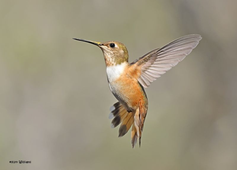 Rufous Hummingbird female, Paradise, AZ. 4 9-4-2024_8191z.jpg
