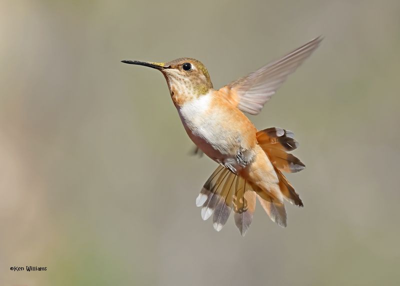 Rufous Hummingbird female, Paradise, AZ. 4 9-4-2024_8226z.jpg