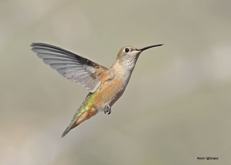 Rufous Hummingbird female, Paradise, AZ. 4 9-4-2024_8391z.jpg