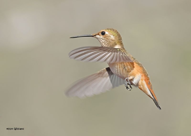 Rufous Hummingbird female, Paradise, AZ. 4 9-4-2024_8439z.jpg