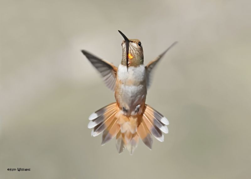 Rufous Hummingbird female, Paradise, AZ. 4 9-4-2024_8470z.jpg