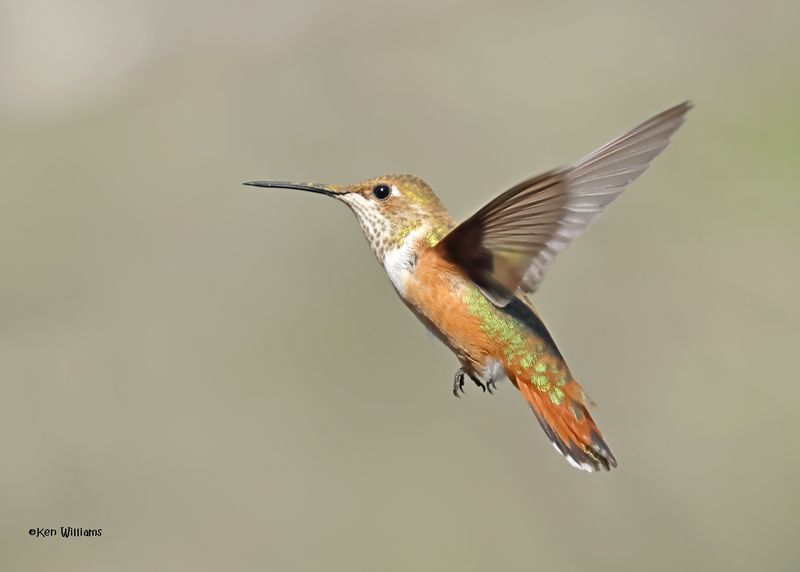 Rufous Hummingbird female, Paradise, AZ. 4 9-4-2024_8547z.jpg