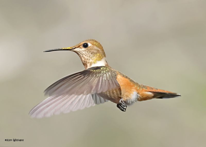 Rufous Hummingbird female, Paradise, AZ. 4 9-4-2024_8576z.jpg