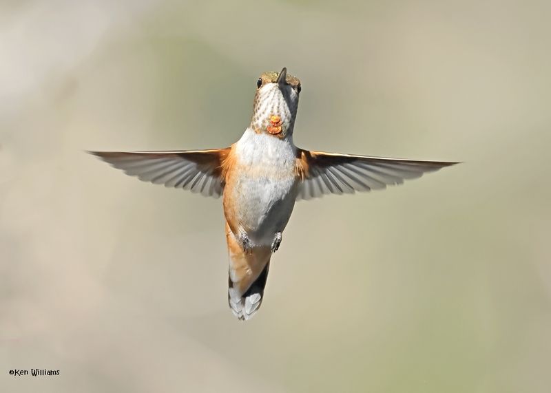 Rufous Hummingbird female, Paradise, AZ. 4 9-4-2024_8835z.jpg
