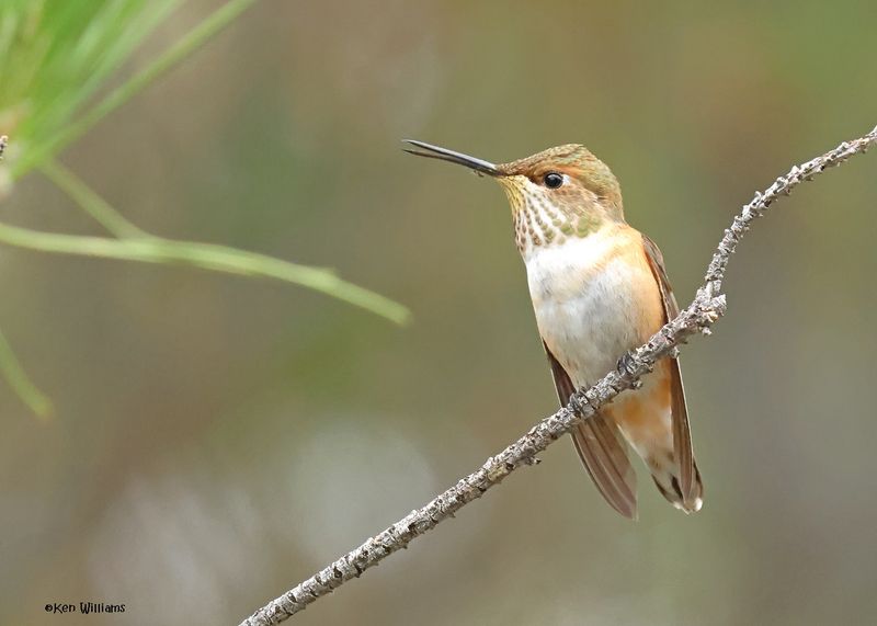 Rufous Hummingbird female, Paradise, AZ. 9-1-2024_3938z.jpg