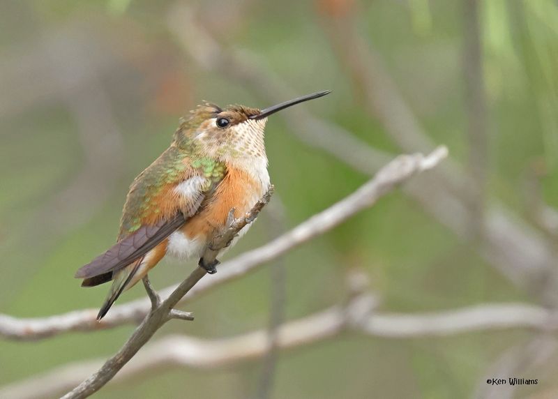Rufous Hummingbird female, Paradise, AZ. 9-1-2024_4122z.jpg