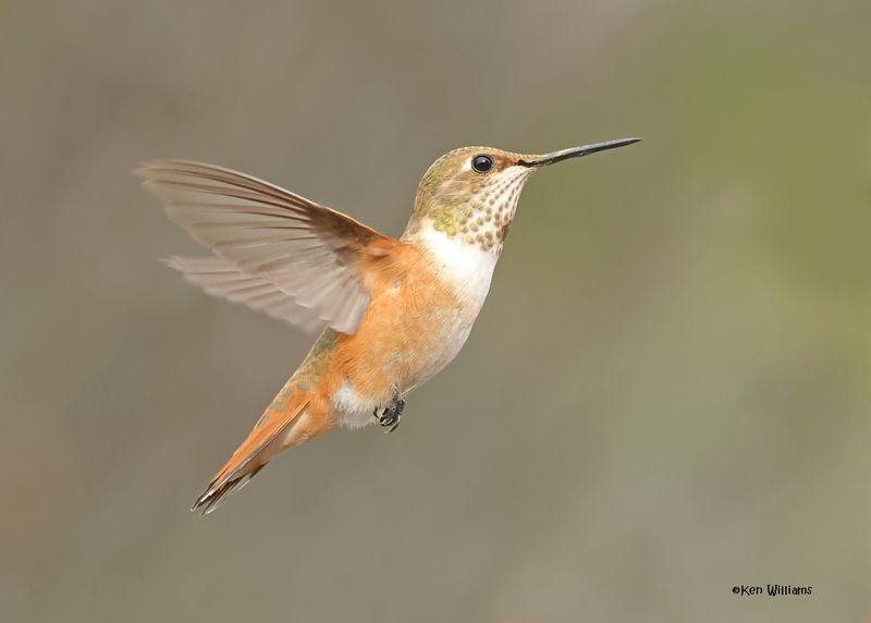 Rufous Hummingbird female, Paradise, AZ. 9-1-2024_4388z.jpg