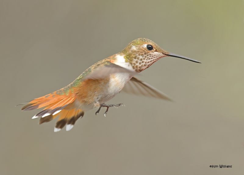 Rufous Hummingbird female, Paradise, AZ. 9-1-2024_4573z.jpg