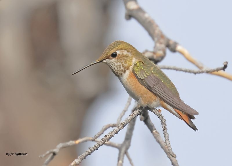 Rufous Hummingbird female, Paradise, AZ. 9-1-2024_4707z.jpg