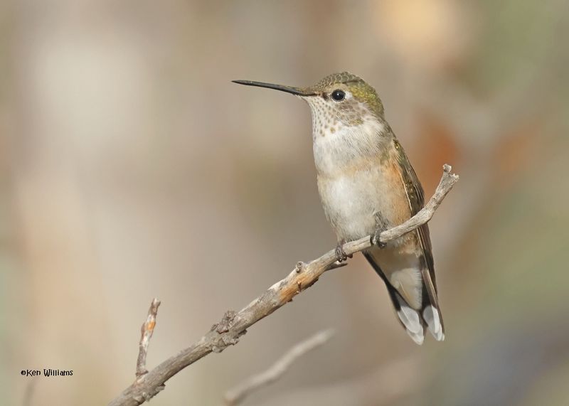 Rufous Hummingbird female, Paradise, AZ. 9-1-2024_4927z.jpg