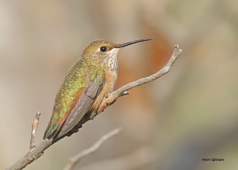 Rufous Hummingbird female, Paradise, AZ. 9-1-2024_4975z.jpg