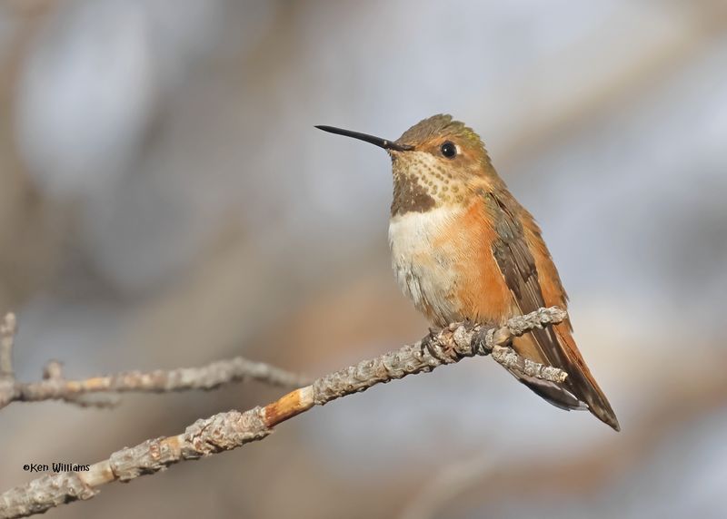 Rufous Hummingbird female, Paradise, AZ. 9-1-2024_5036z.jpg