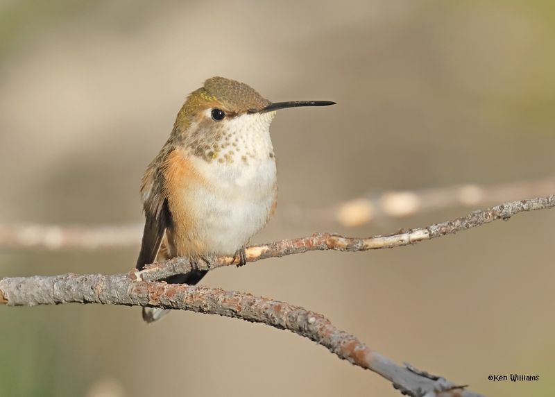 Rufous Hummingbird female, Paradise, AZ. 9-1-2024_5102z.jpg