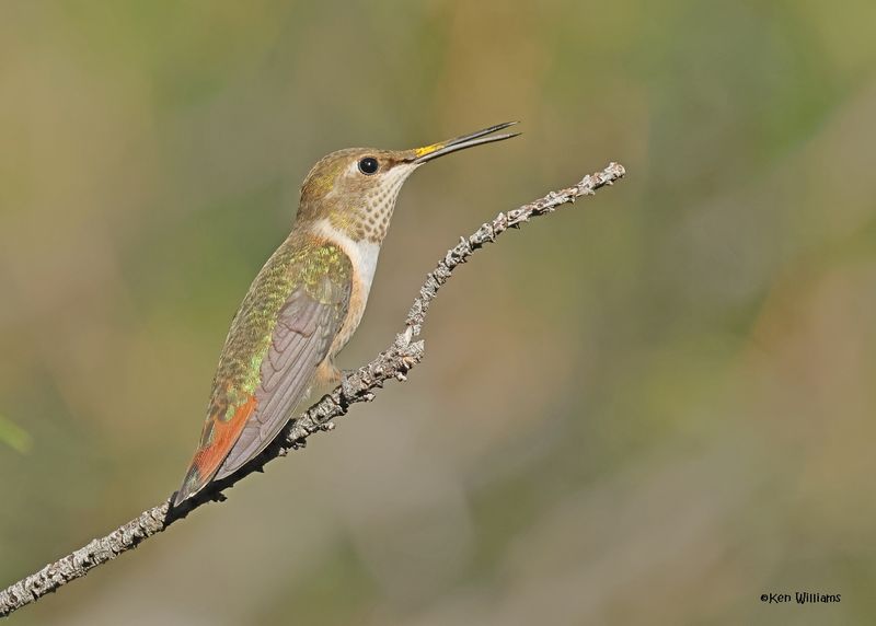 Rufous Hummingbird female, Paradise, AZ. 9-3-2024_7516z.jpg