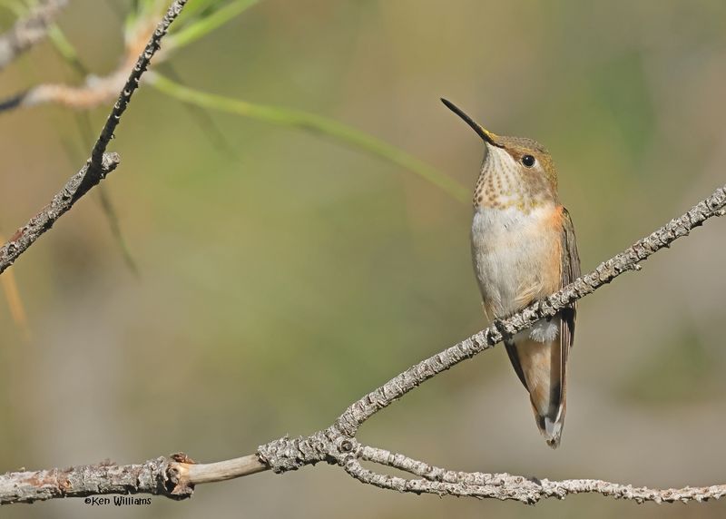 Rufous Hummingbird female, Paradise, AZ. 9-3-2024_7538z.jpg